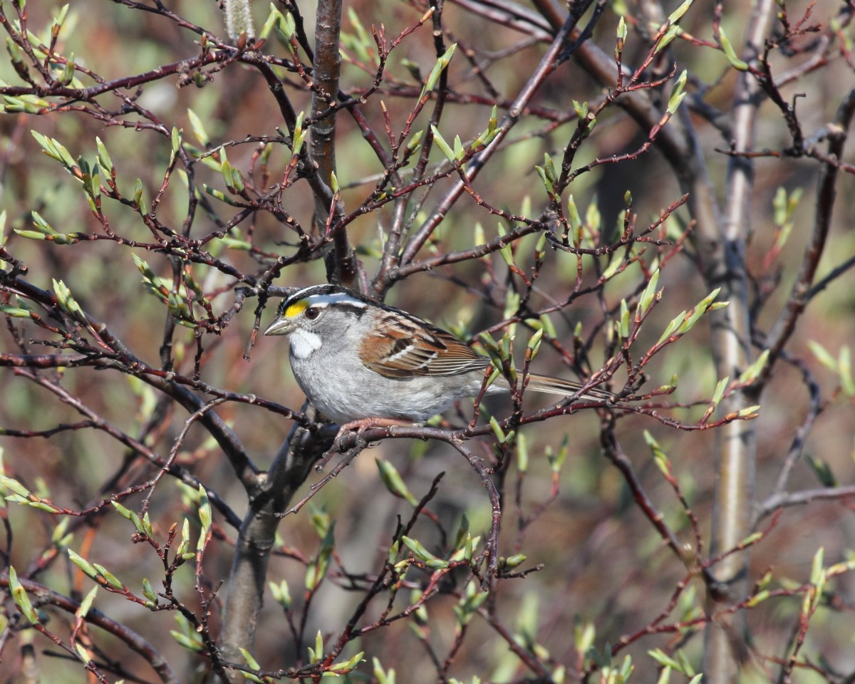 White-throated Sparrow - Mike V.A. Burrell