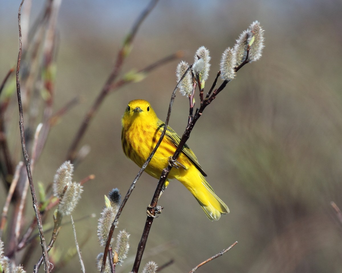 Yellow Warbler (Northern) - Mike V.A. Burrell