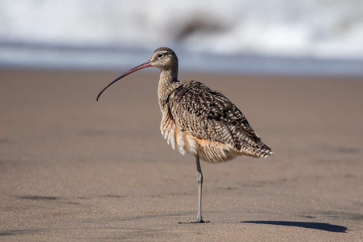 Long-billed Curlew - ML352295521