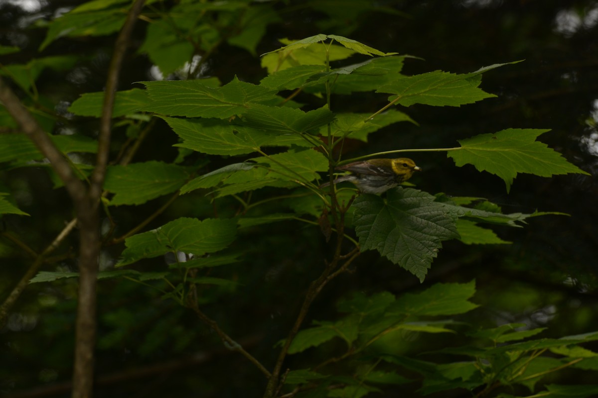Black-throated Green Warbler - Alyssa DeRubeis