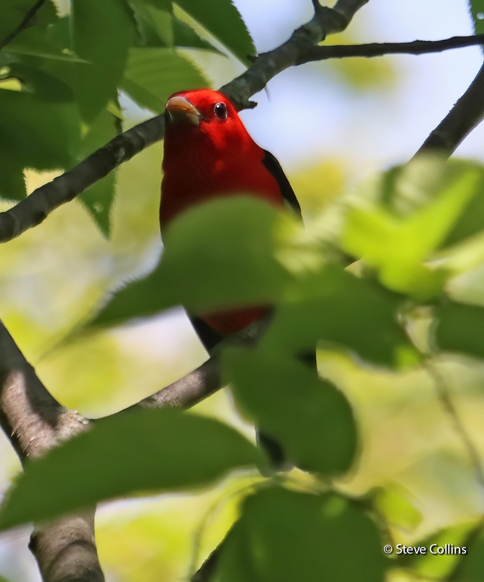 Scarlet Tanager - ML352303141