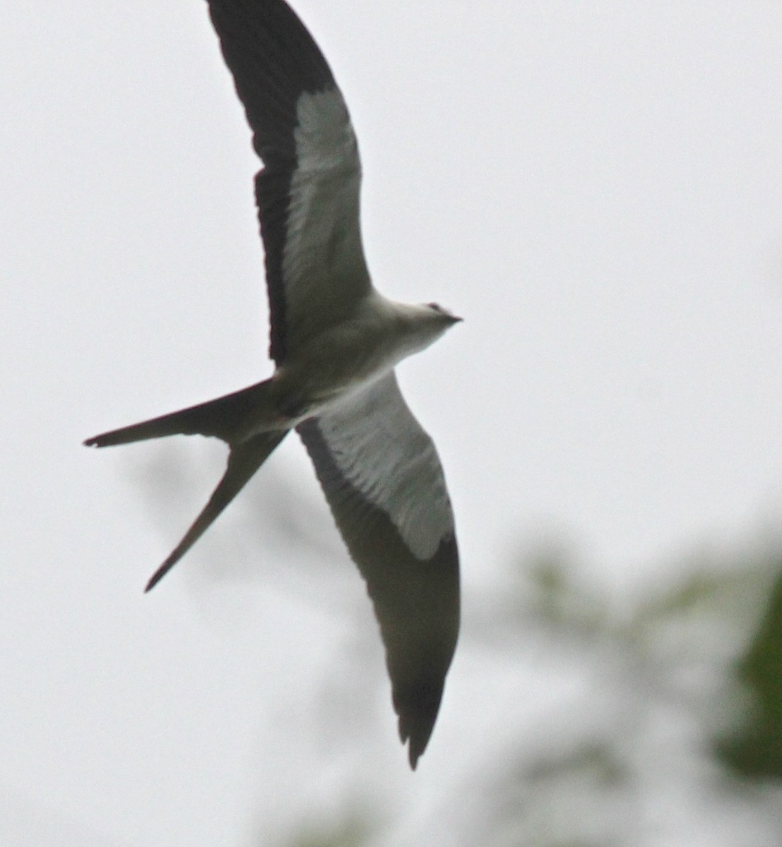 Swallow-tailed Kite - ML35230681