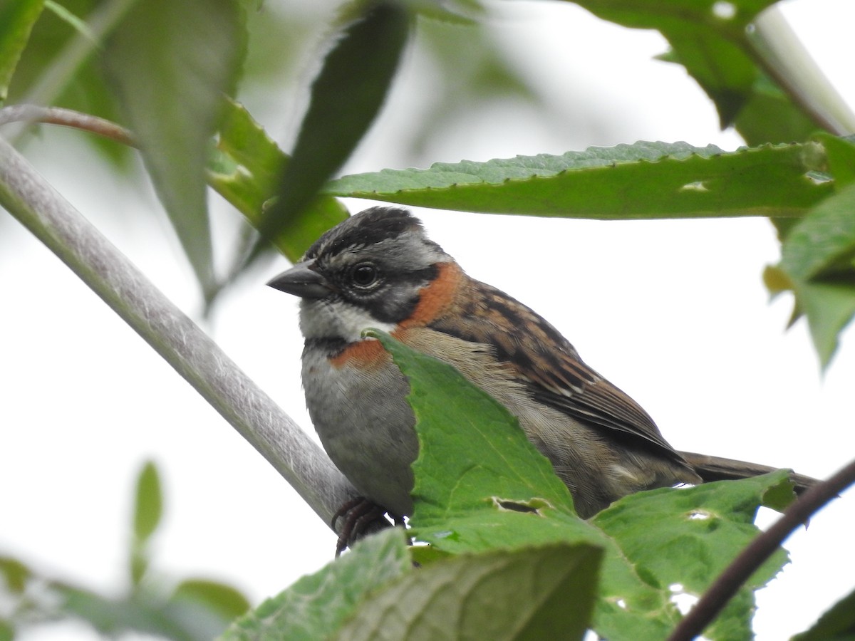 Rufous-collared Sparrow - Jose Fernando Sanchez O.