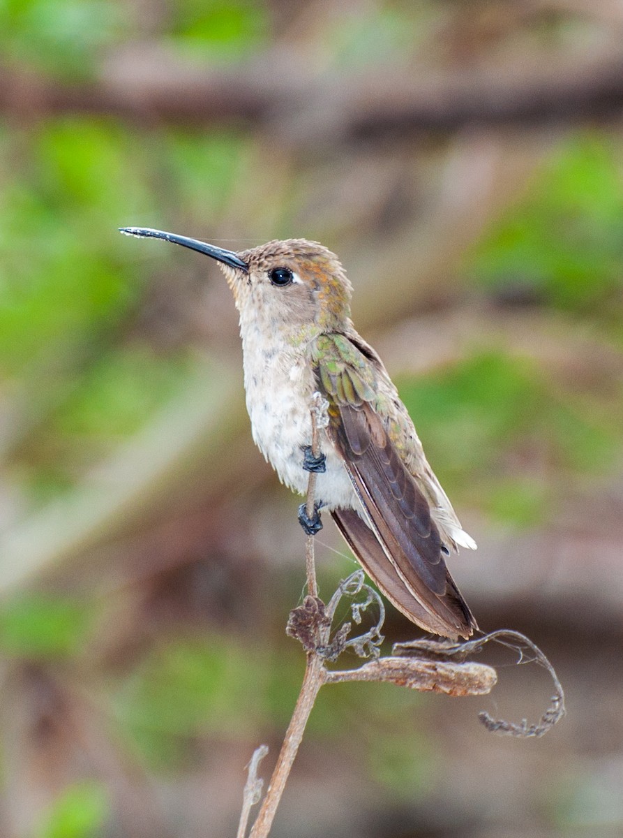 Tumbes Hummingbird - Nic Allen