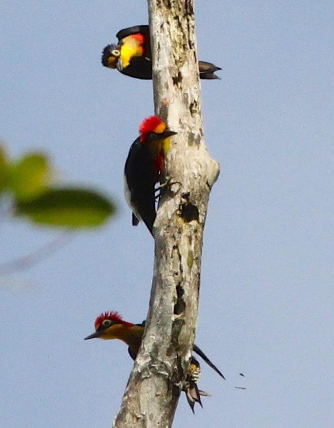 Yellow-fronted Woodpecker - Dave Czaplak