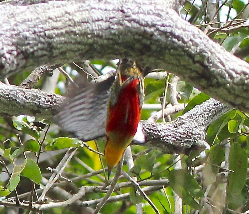 Yellow-fronted Woodpecker - ML35231561