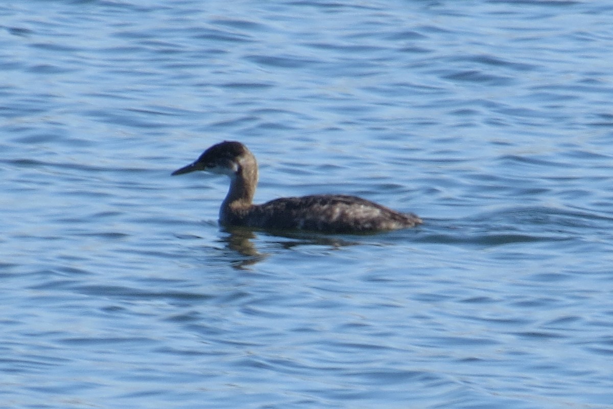 Red-necked Grebe - ML352316931