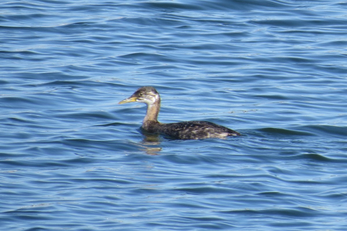 Red-necked Grebe - ML352317211