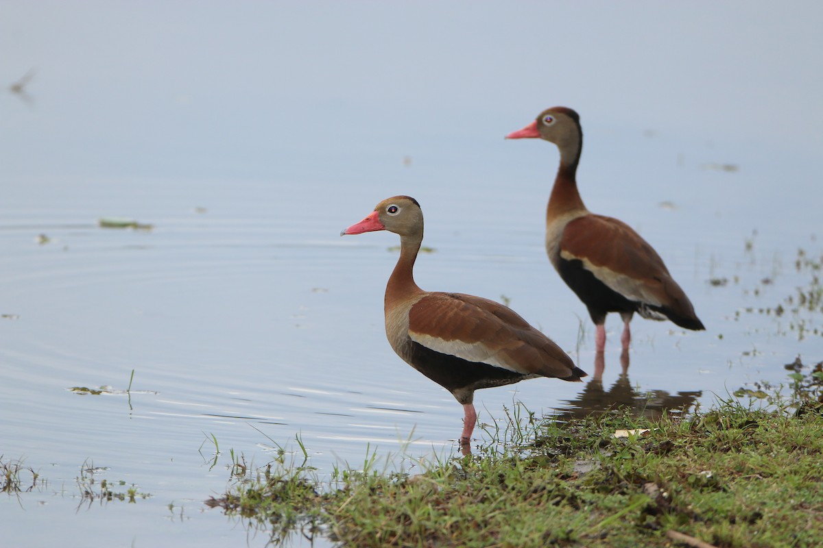 Black-bellied Whistling-Duck (autumnalis) - ML35231991