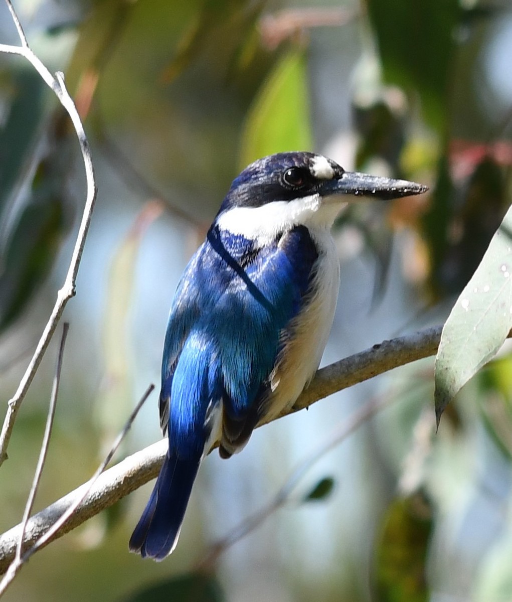 Forest Kingfisher - ML352321141