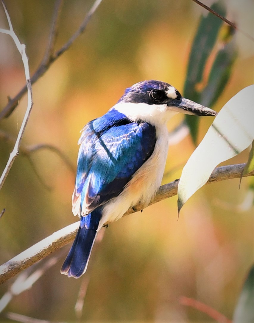 Forest Kingfisher - ML352321211