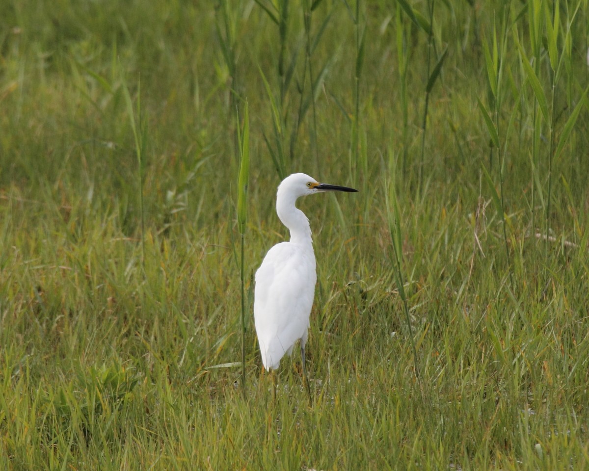 Snowy Egret - Mike V.A. Burrell