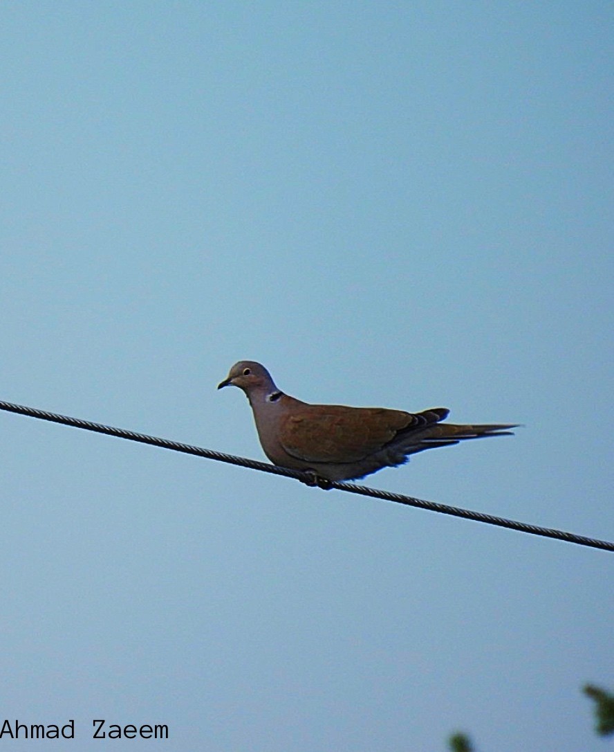 Eurasian Collared-Dove - ML352326361