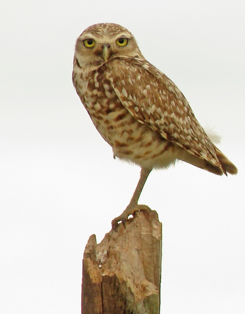 Burrowing Owl - Diane Drobka