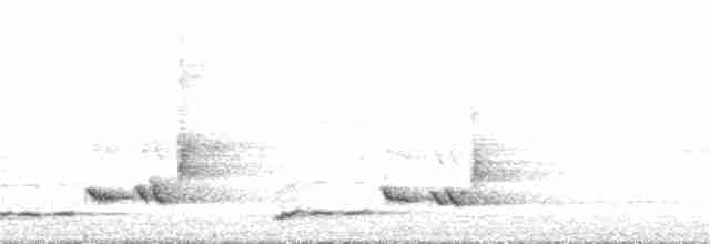 Beyaz Belli Şama [malabaricus grubu] - ML352327721