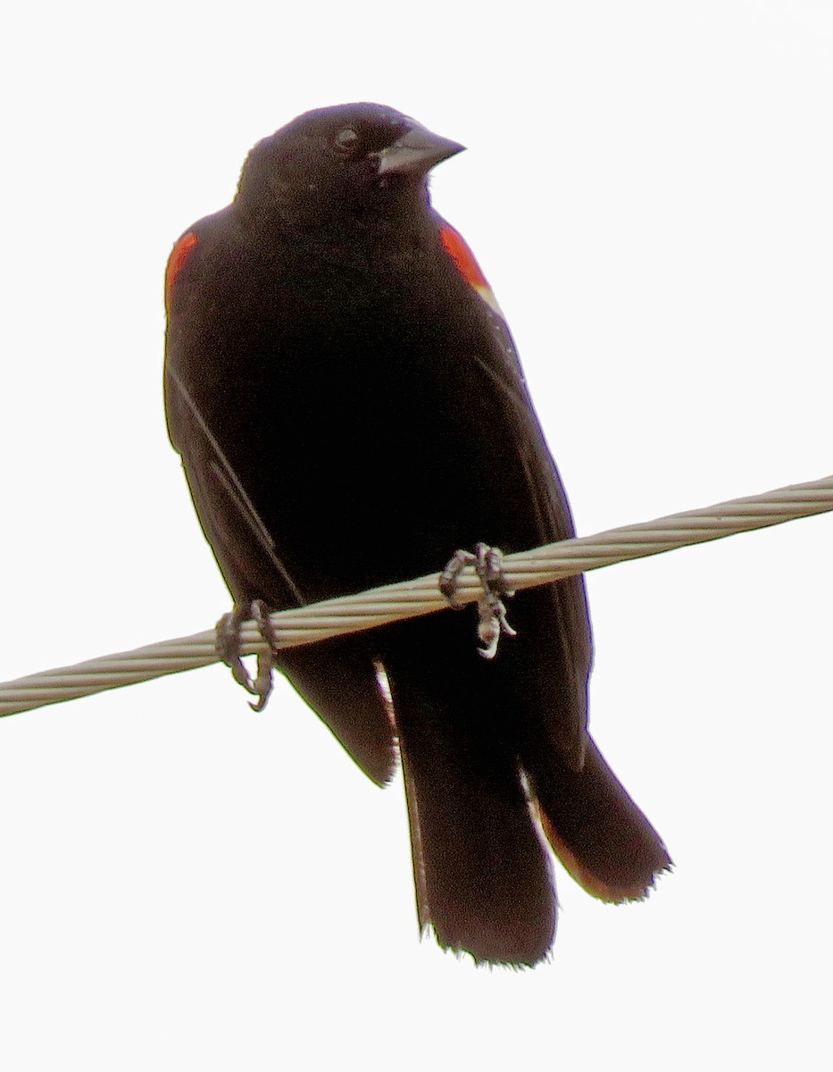 Red-winged Blackbird - Diane Drobka