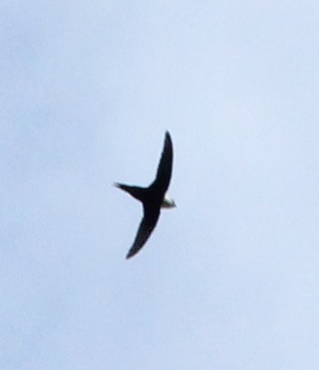 Lesser Swallow-tailed Swift - ML35233041