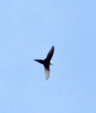 Lesser Swallow-tailed Swift - ML35233051