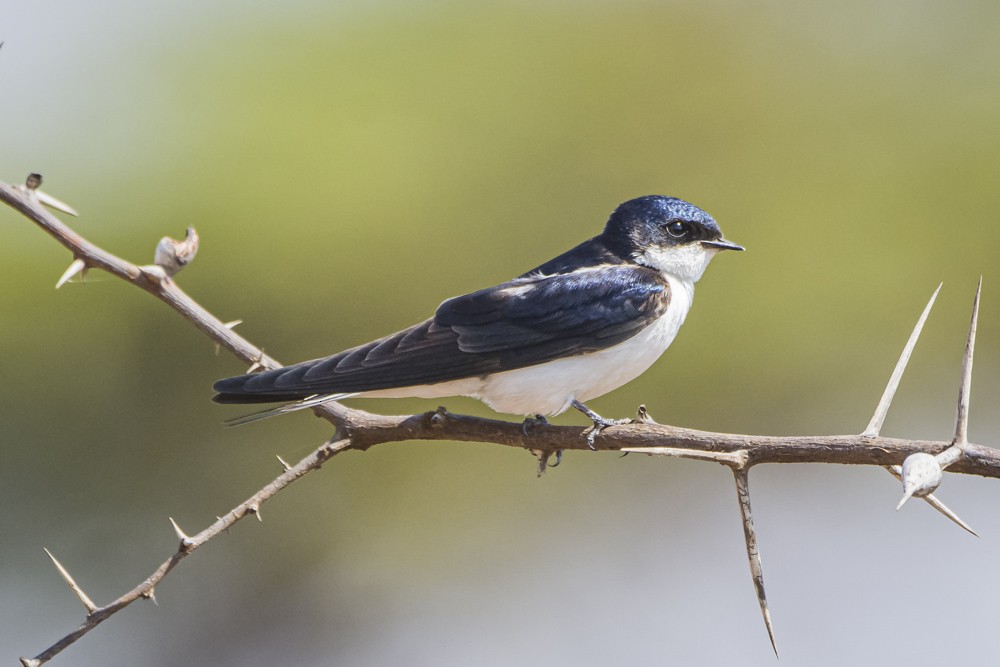 White-tailed Swallow - ML352330701
