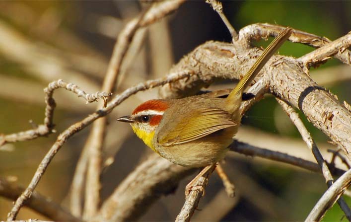 Rufous-capped Warbler - ML35233391