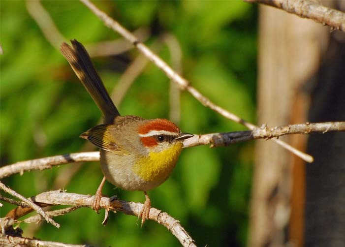 Rufous-capped Warbler - ML35233401