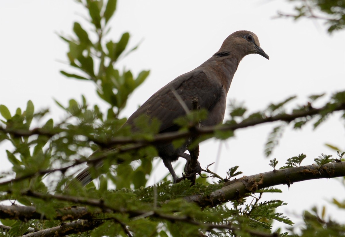 Red-eyed Dove - ML352334411