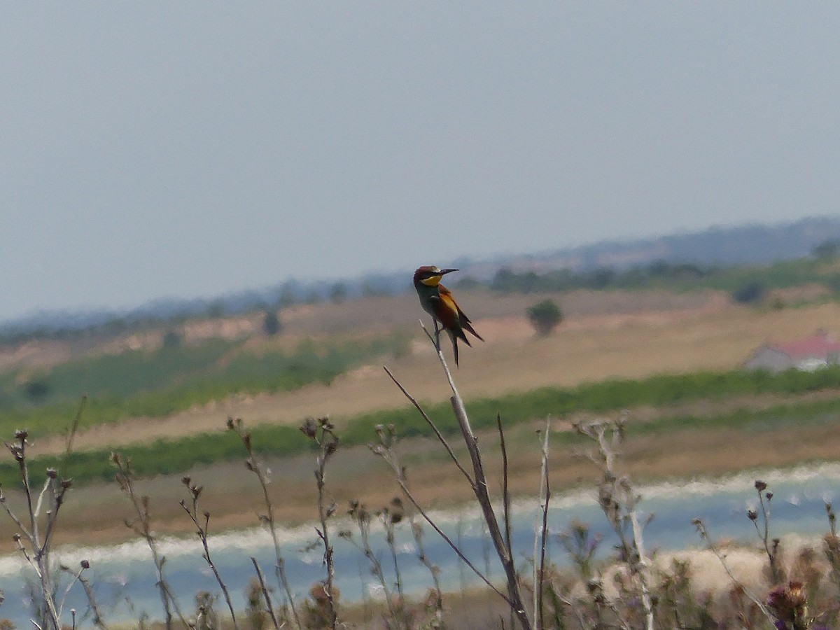 European Bee-eater - ML352339731