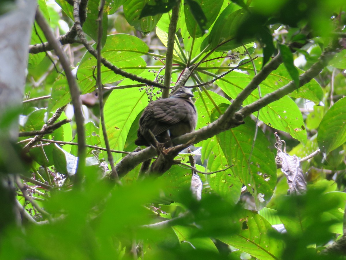 White-eared Brown-Dove (Short-billed) - ML352339881