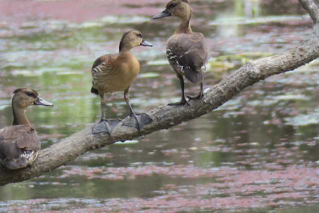 Spotted Whistling-Duck - ML352341161