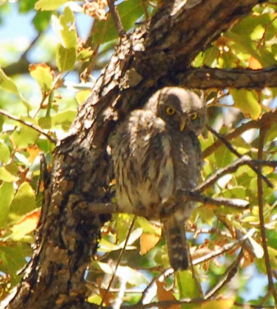 Northern Pygmy-Owl - ML35234531