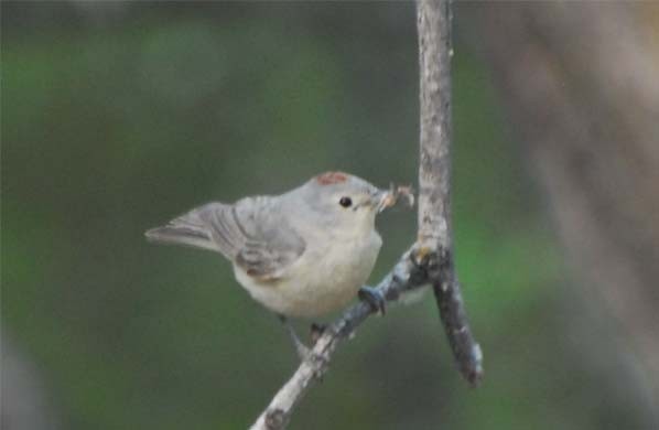 Lucy's Warbler - ML35234691
