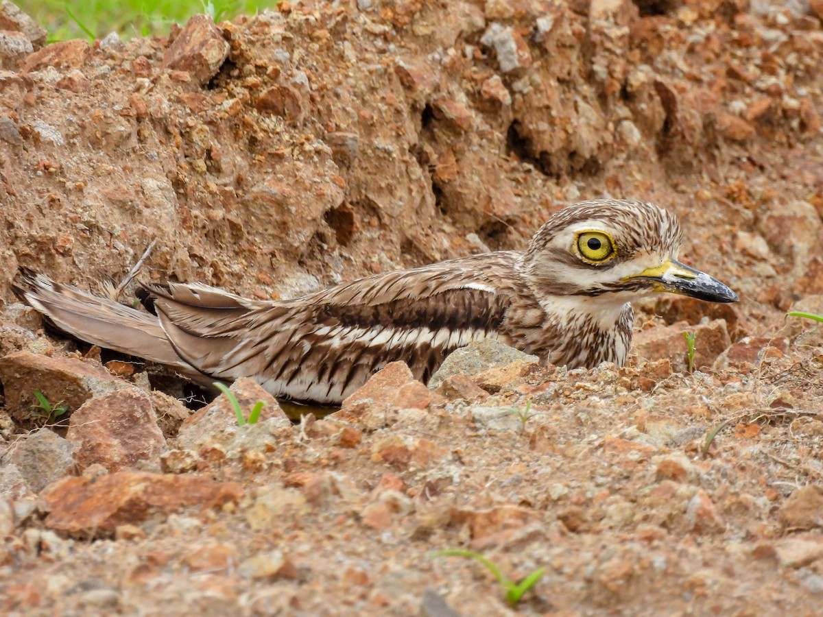 Indian Thick-knee - ML352349741