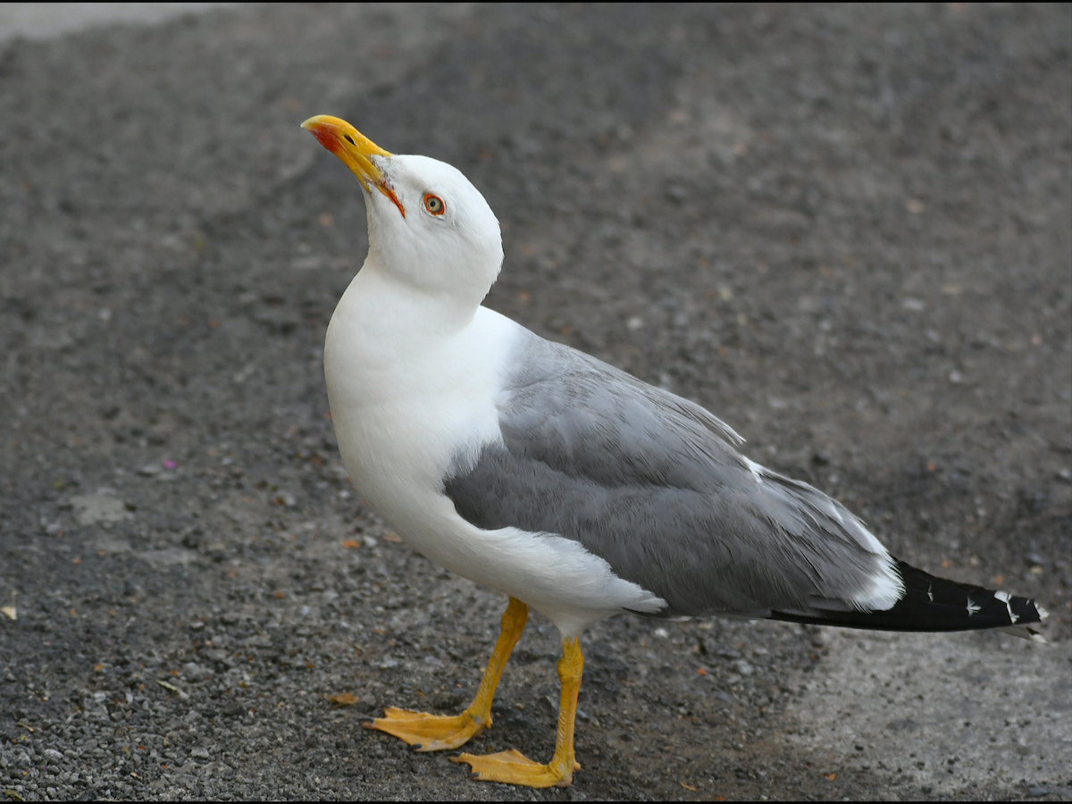 Yellow-legged Gull - Claudio Danesi
