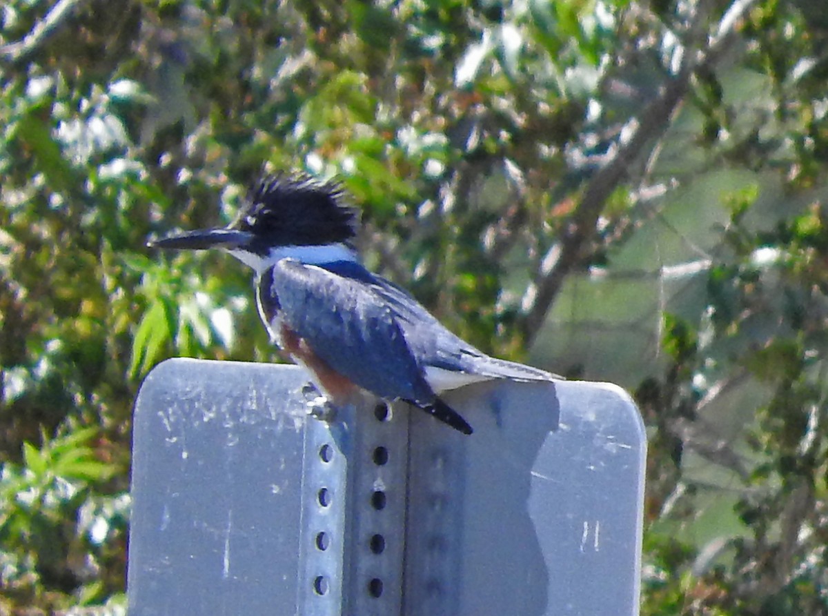Belted Kingfisher - Mary Brown