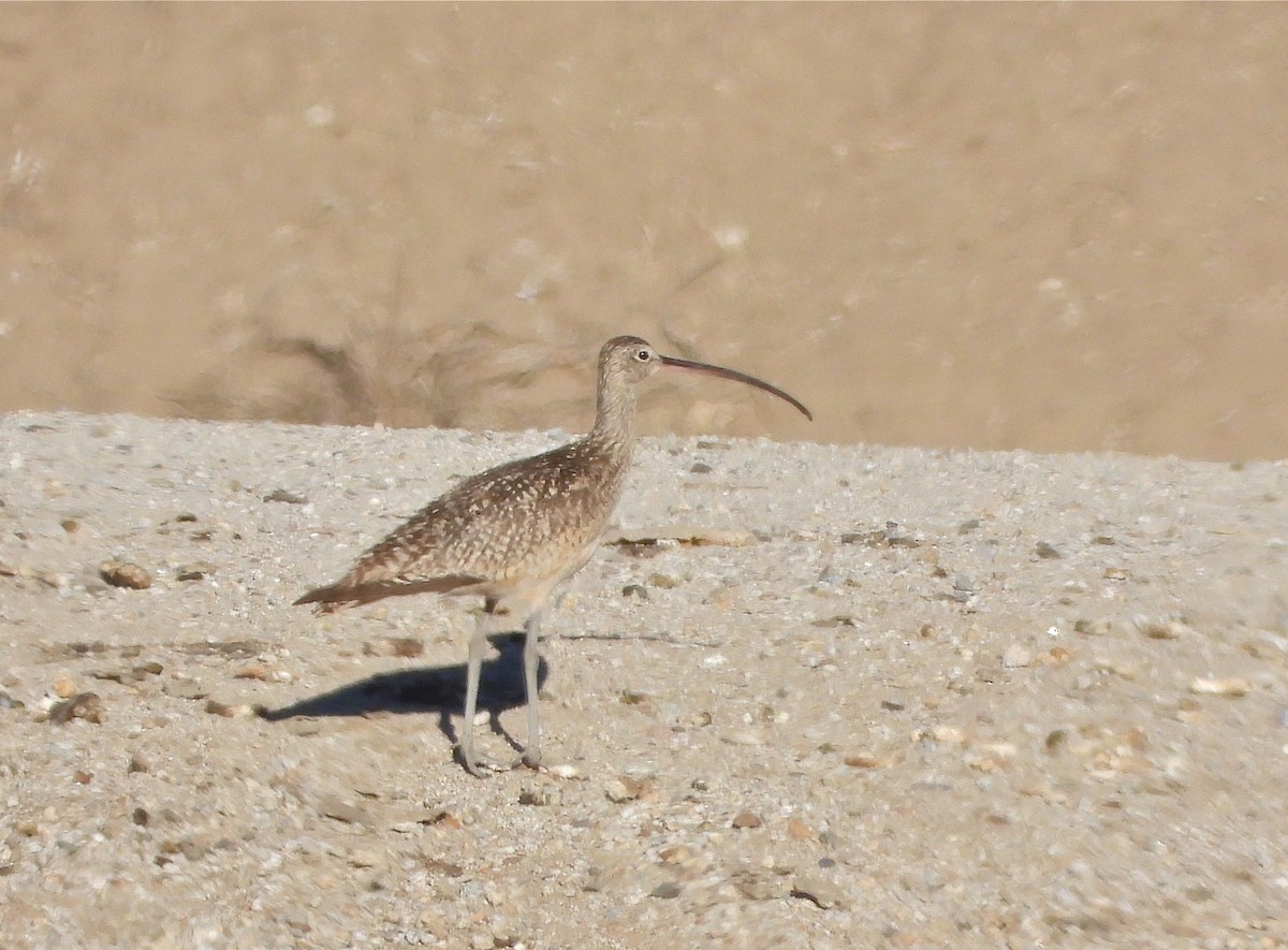 Long-billed Curlew - ML352350691