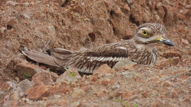 Indian Thick-knee - ML352351691