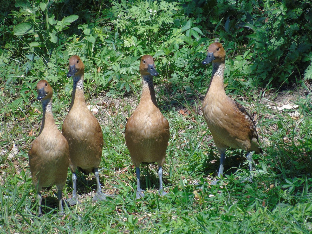 Fulvous Whistling-Duck - ML352354611