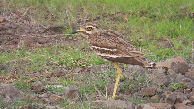 Indian Thick-knee - ML352355891