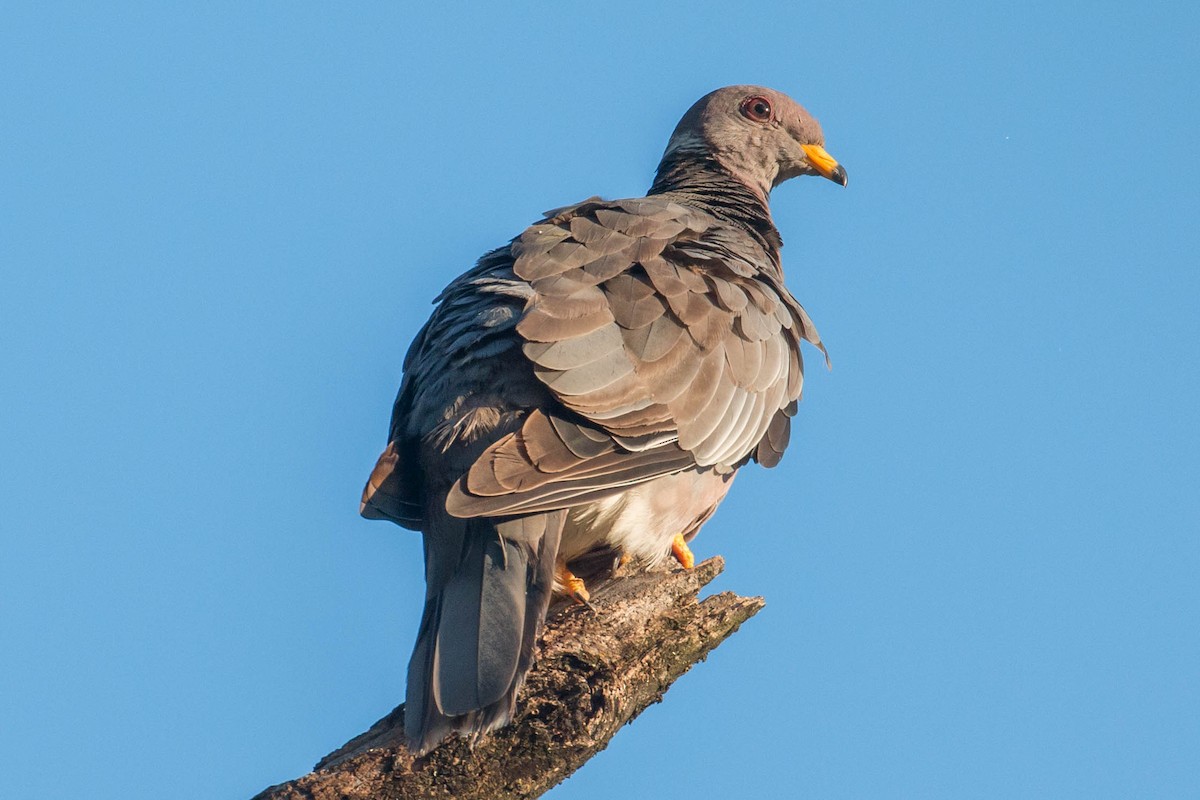 Band-tailed Pigeon - ML35235751