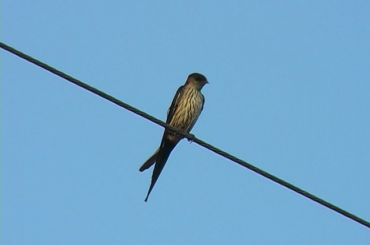 Striated Swallow - Josep del Hoyo