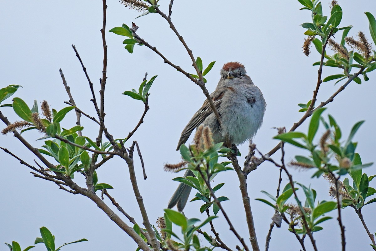 American Tree Sparrow - ML352360311