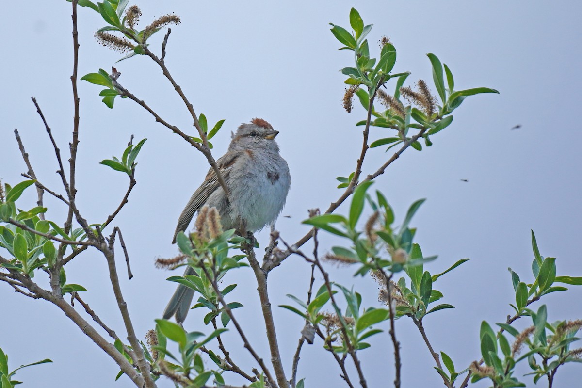 American Tree Sparrow - ML352360321