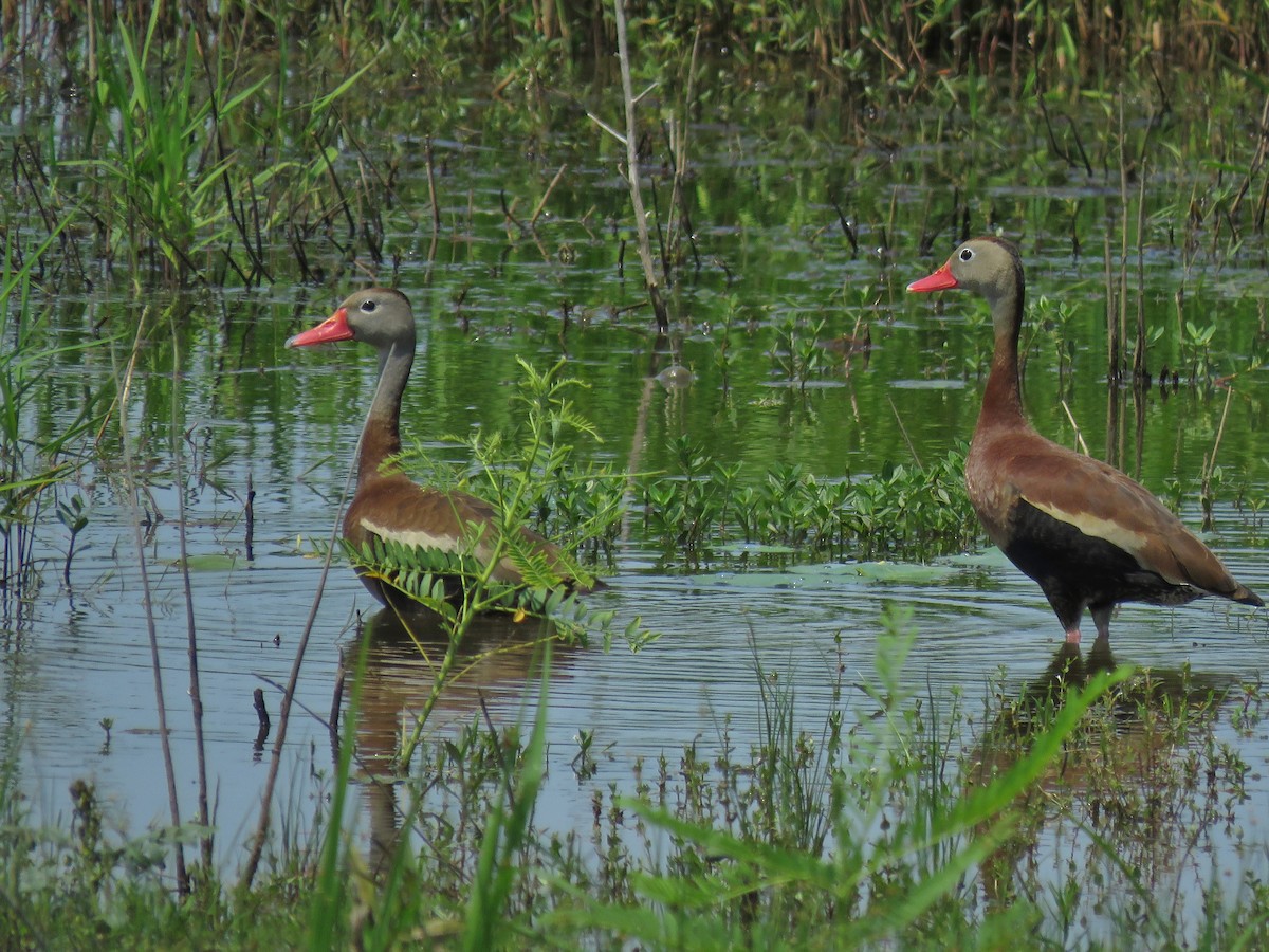 Black-bellied Whistling-Duck - Ron Ahle