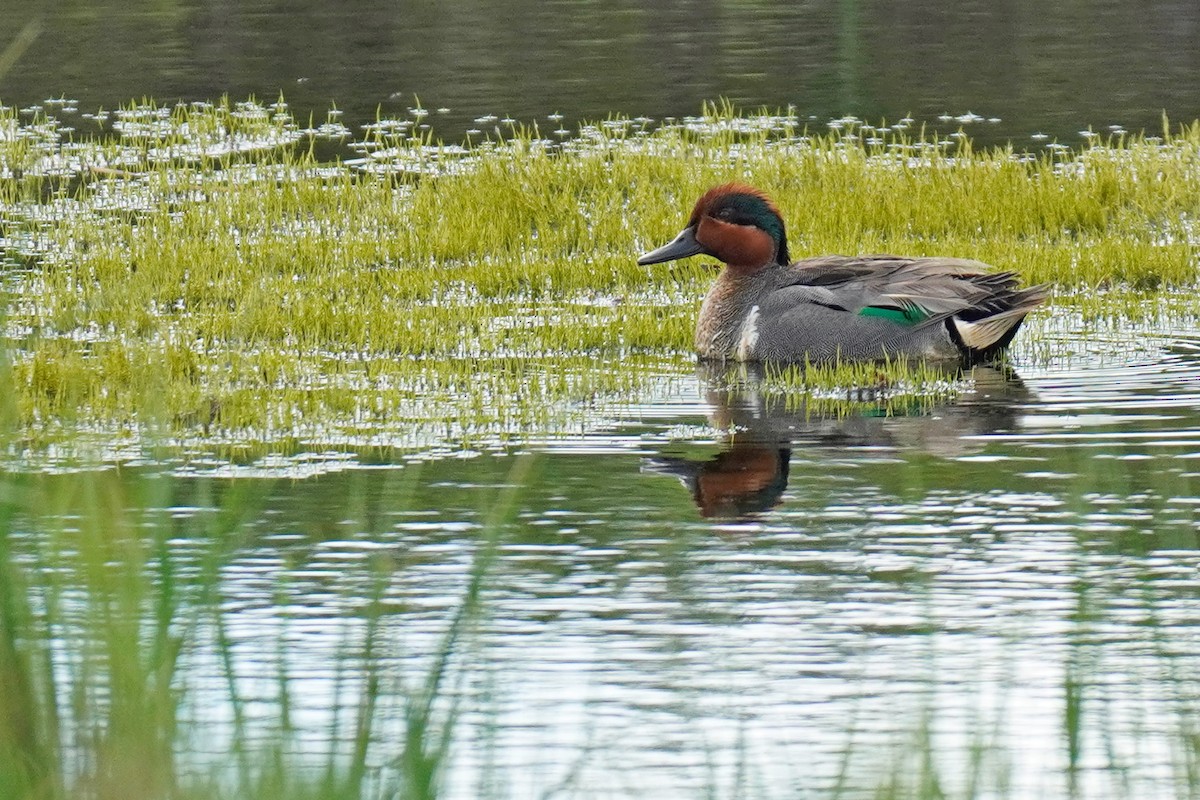 Green-winged Teal - ML352365571