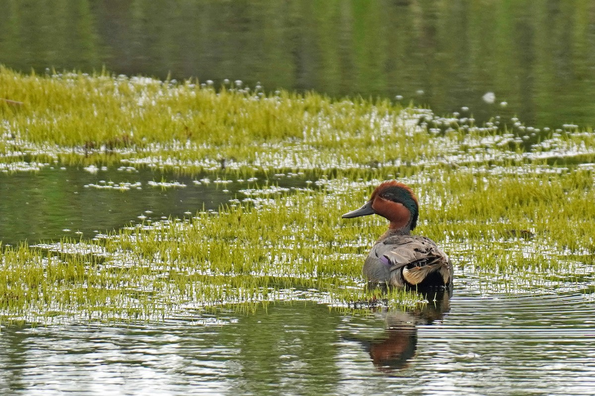 Green-winged Teal - ML352365641