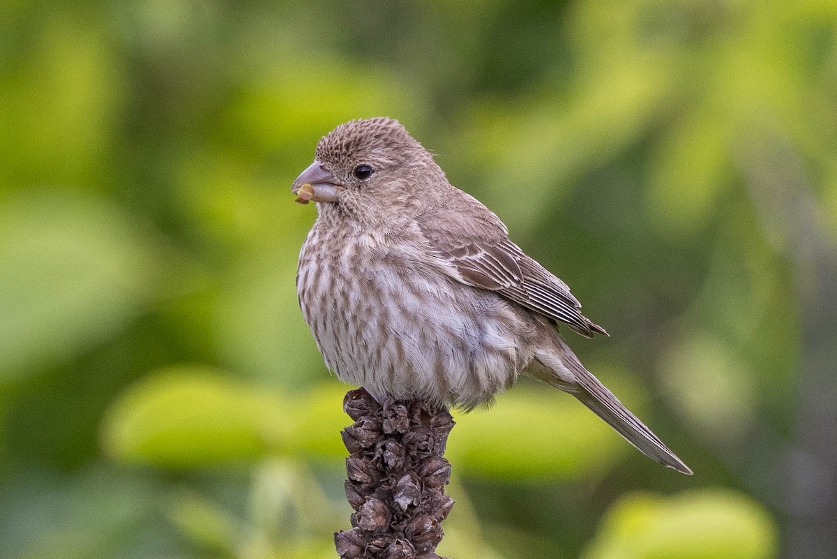 House Finch - Chris George