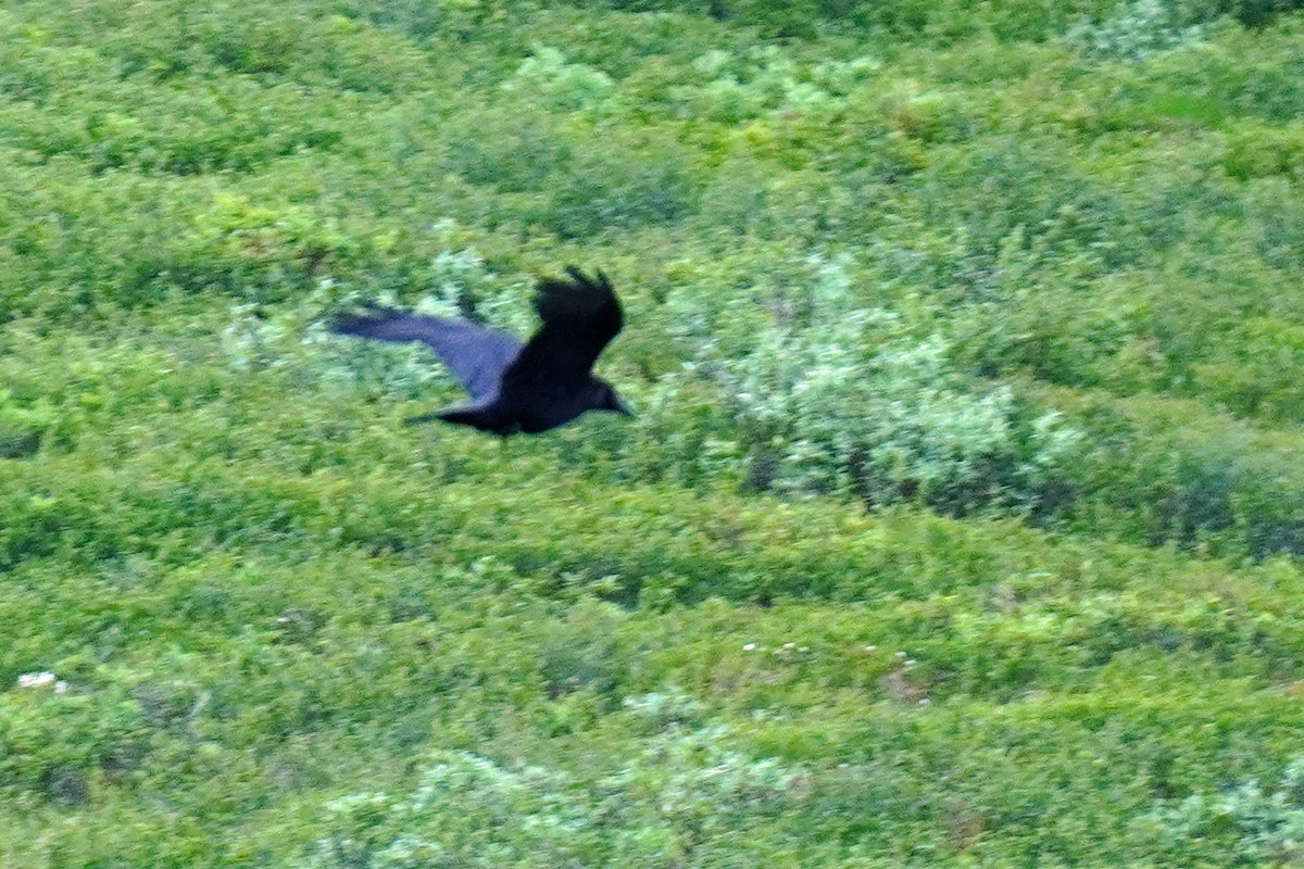 Common Raven - ML352369201