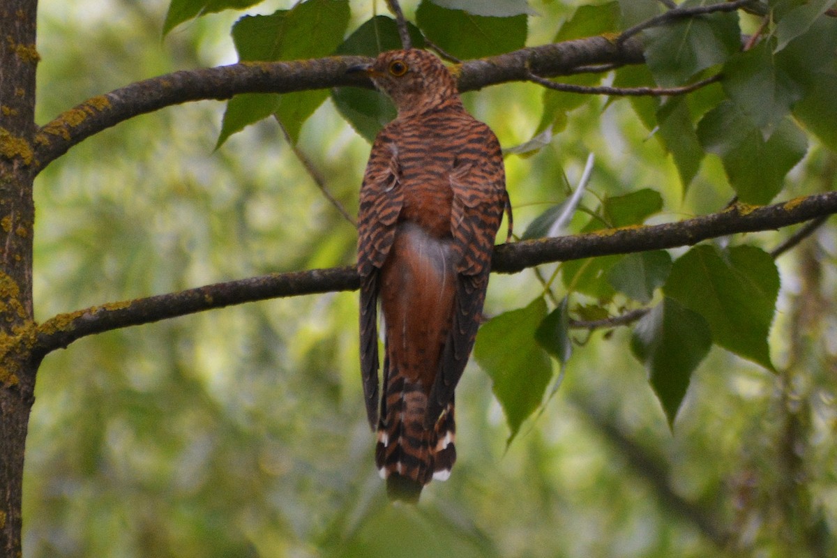 Himalayan Cuckoo - Reyan sofi