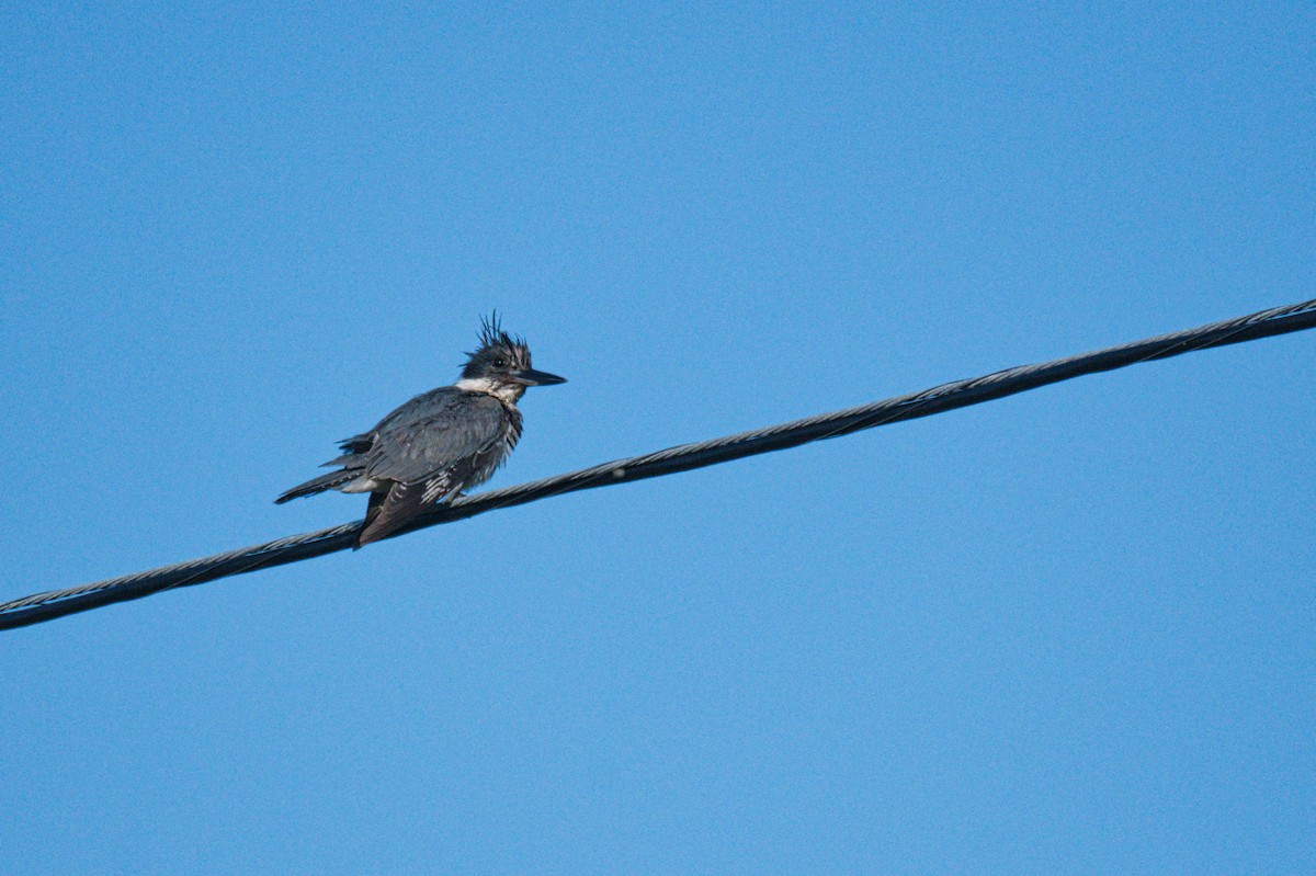 Belted Kingfisher - ML352371401