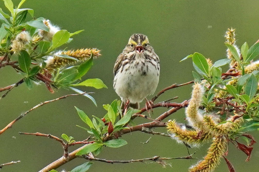 Savannah Sparrow - ML352373691